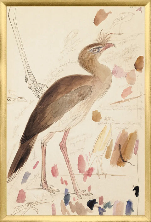 Edward Lear, Red-Legged Seriema