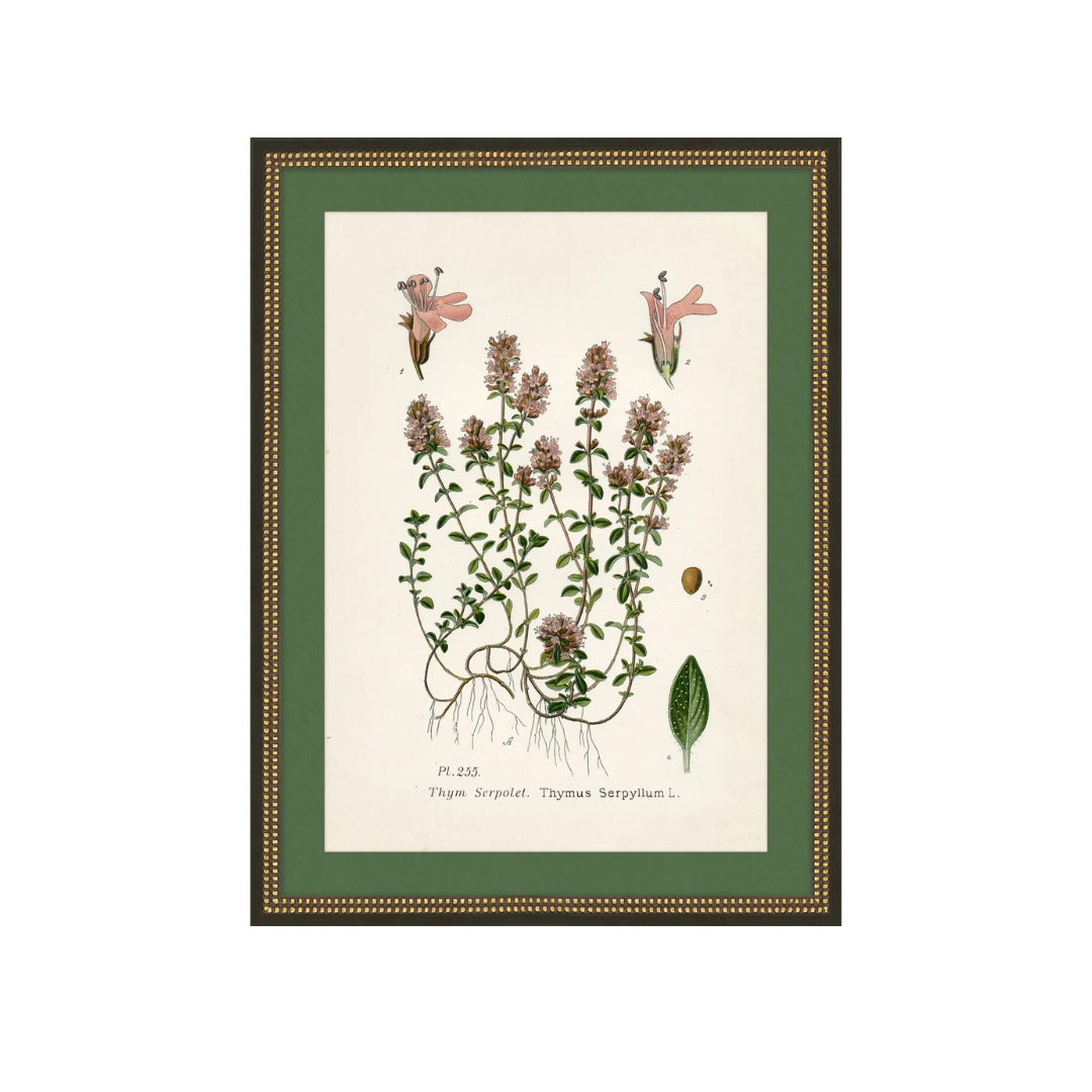 Wildflower Study II