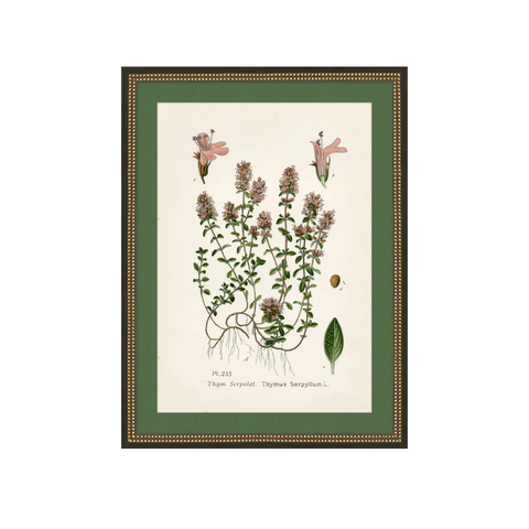 Wildflower Study II