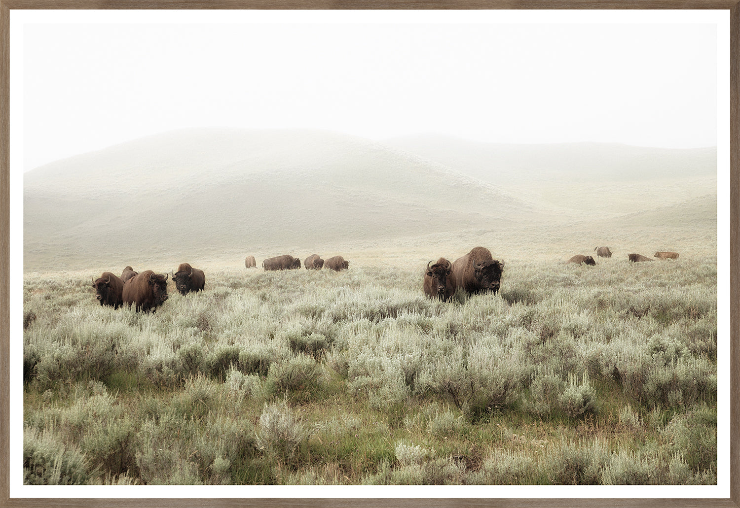 Whispers of the Prairies