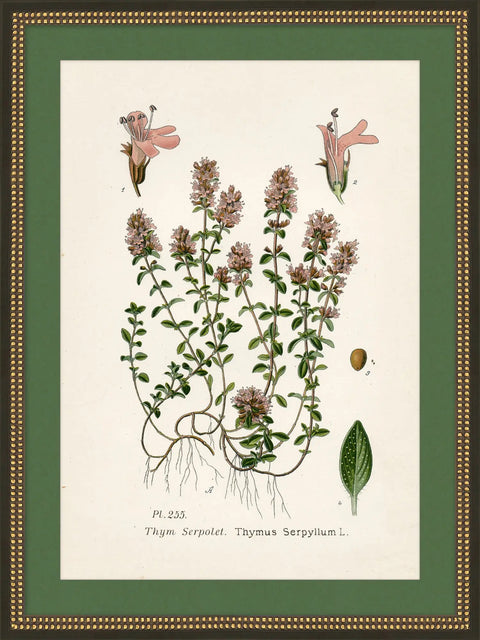 Wildflower Study II
