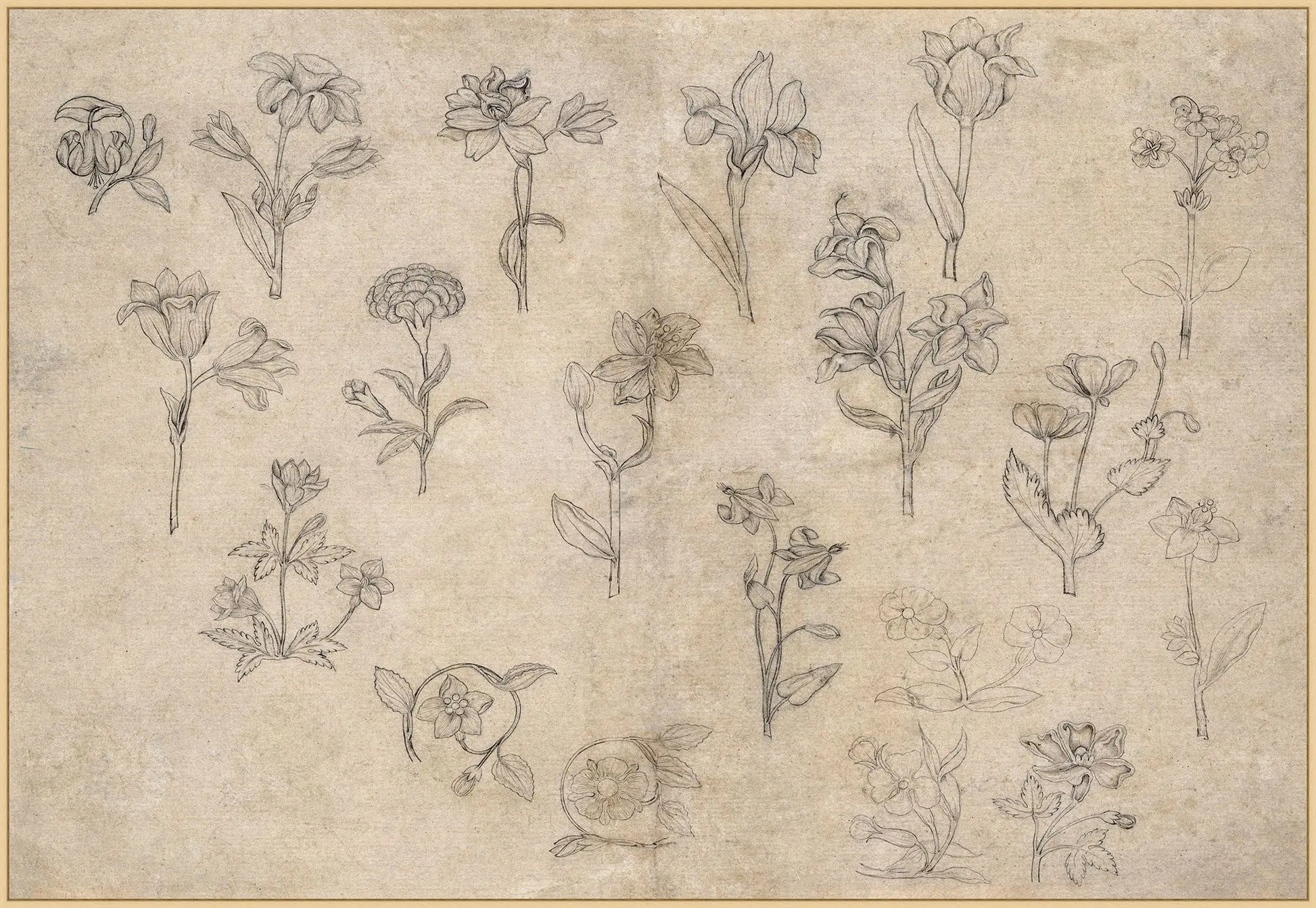Study of Blossoms