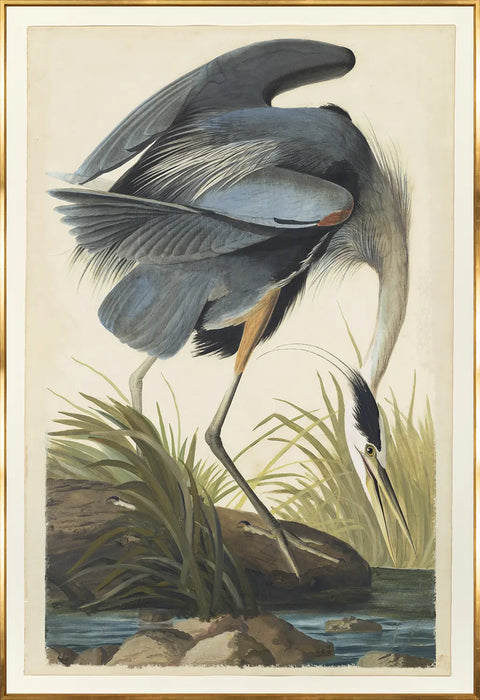 Blue Heron