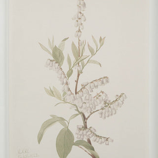 Botanical Wall Art, Set of 9