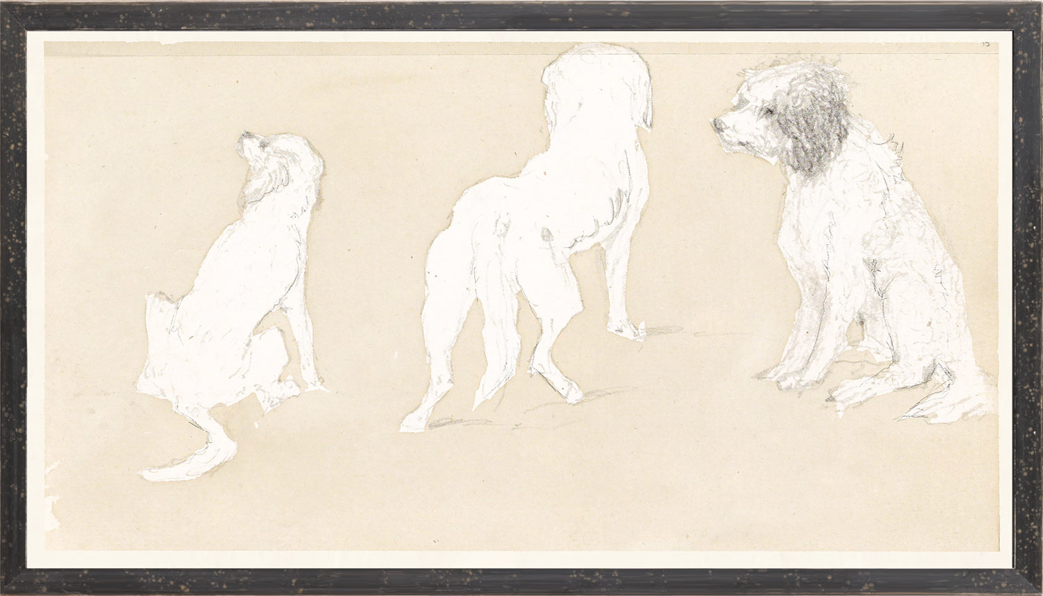 Collection 17 – Dog Study