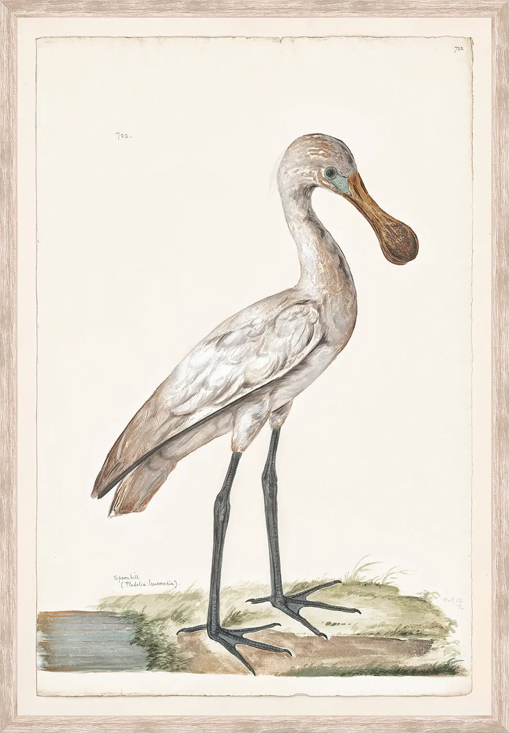 T. White – Spoonbill C. 1720