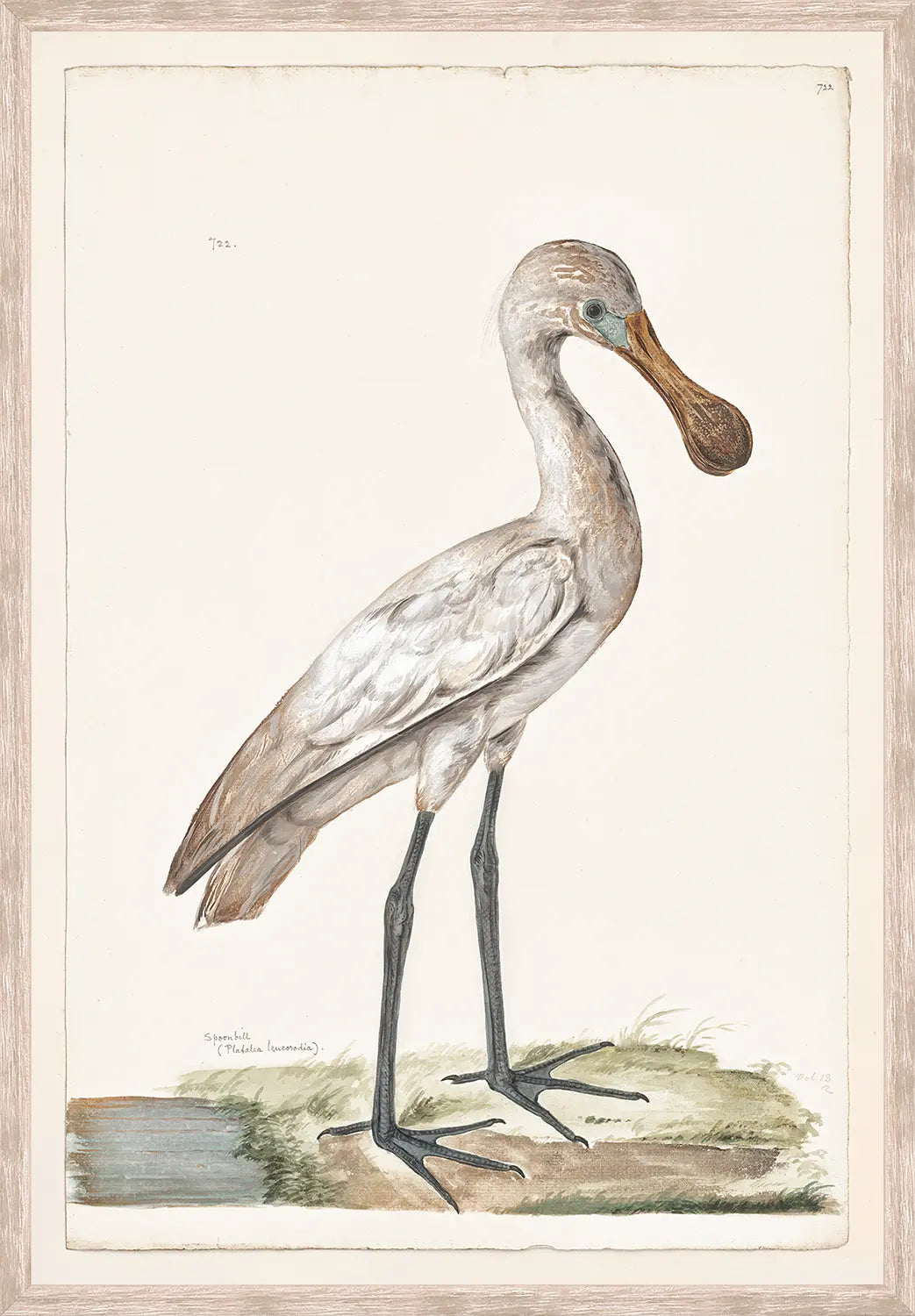 T. White – Spoonbill C. 1720