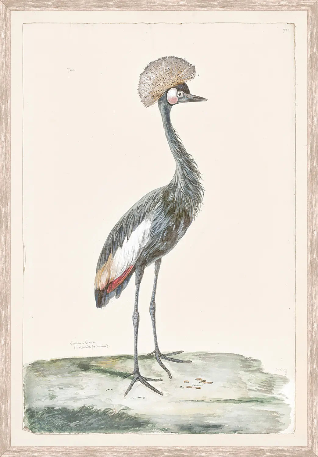 T. White – Crowned Crane C. 1720
