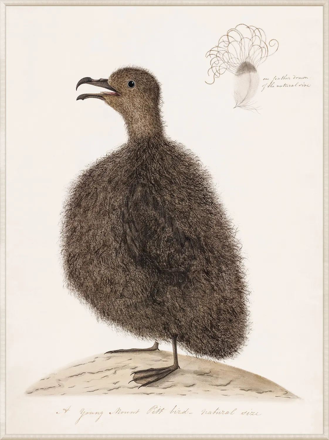 Young Mount Pitt Bird, C. 1792