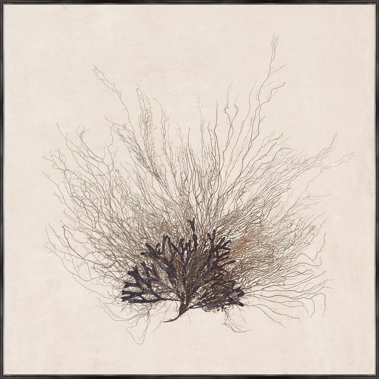 Sea Fan