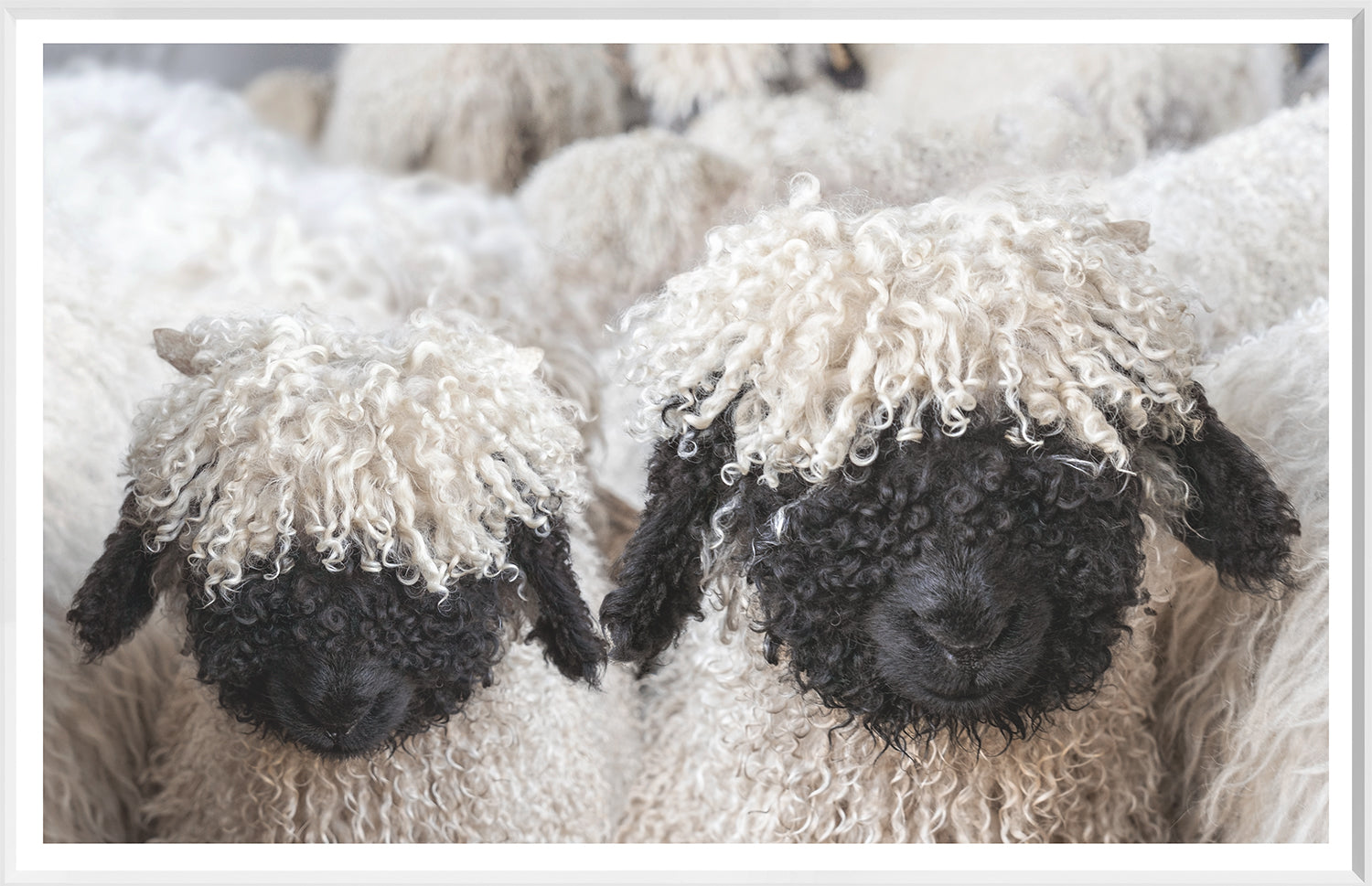 Valais Blacknose Sheep