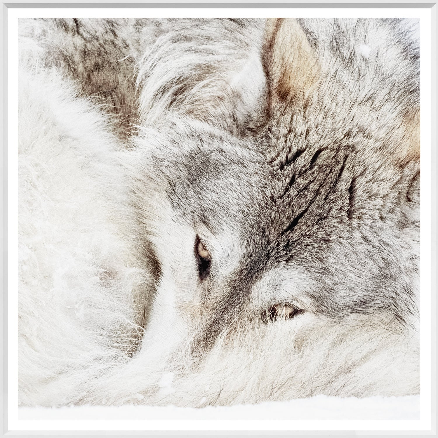 Grey Wolf
