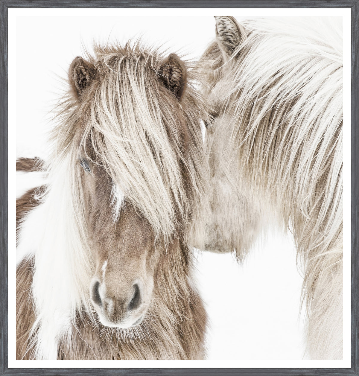Icelandic Ponies