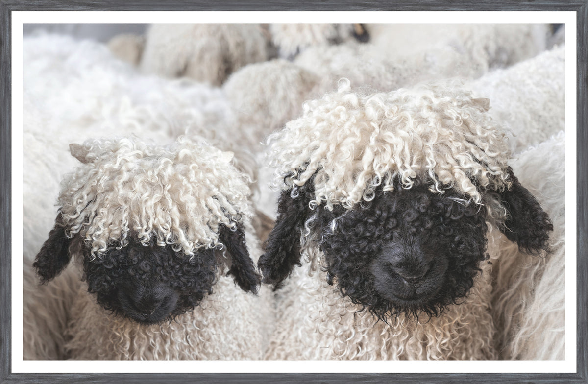 Valais Blacknose Sheep