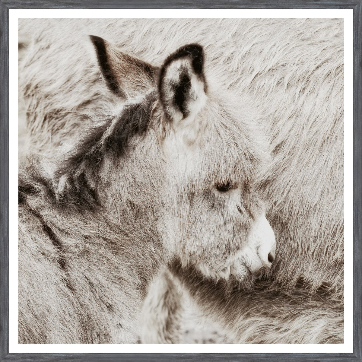 Donkey Foal