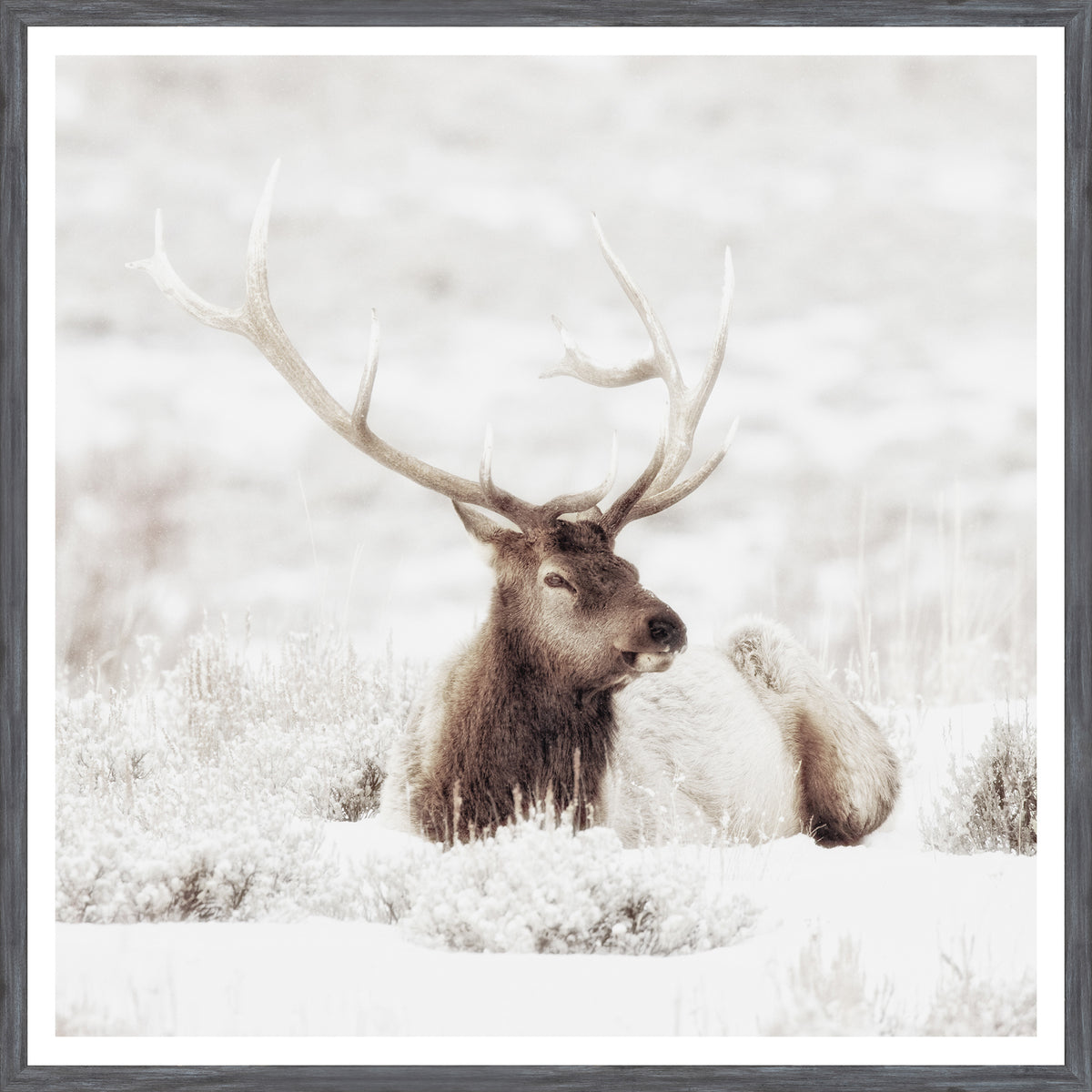 Bull Elk in Winter