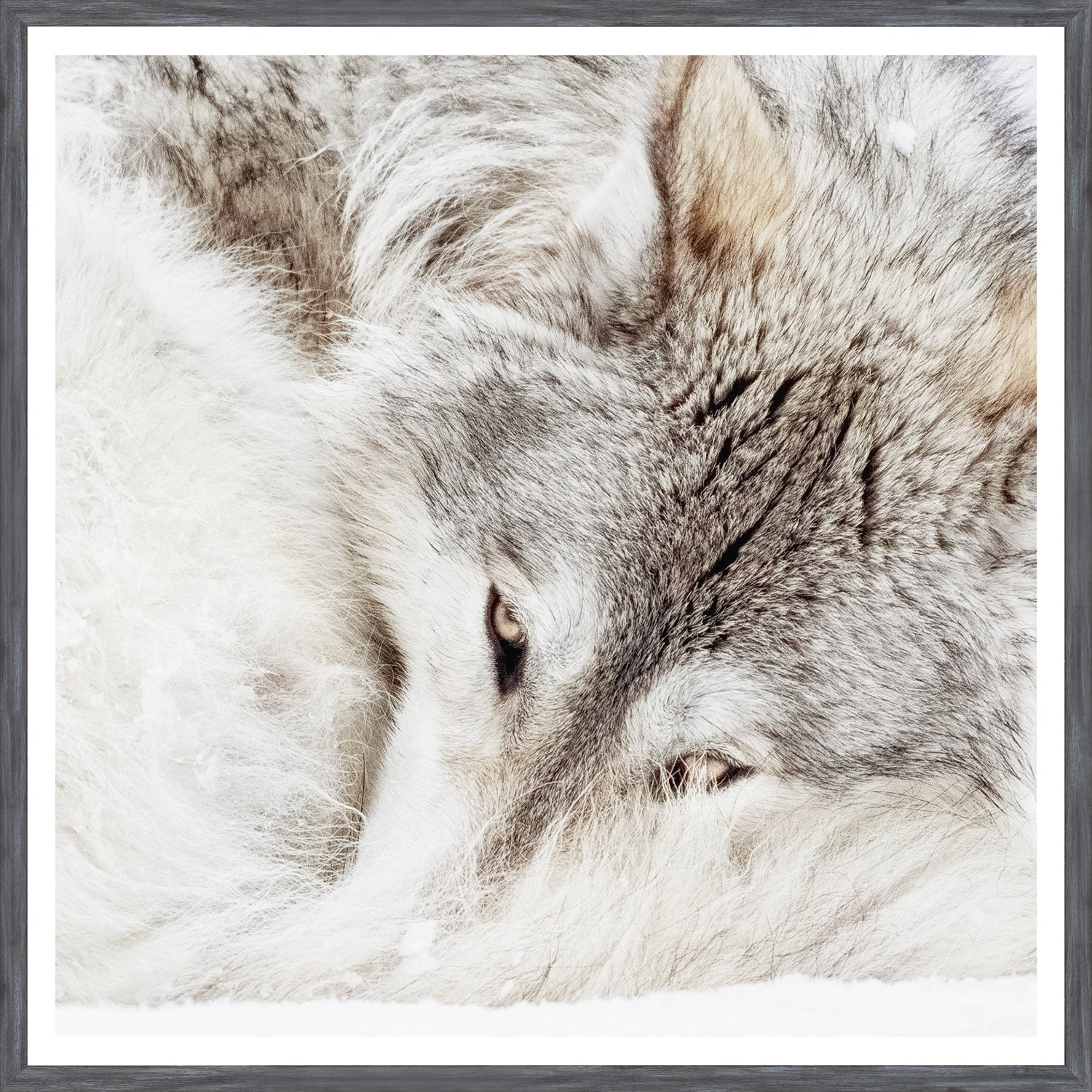 Grey Wolf