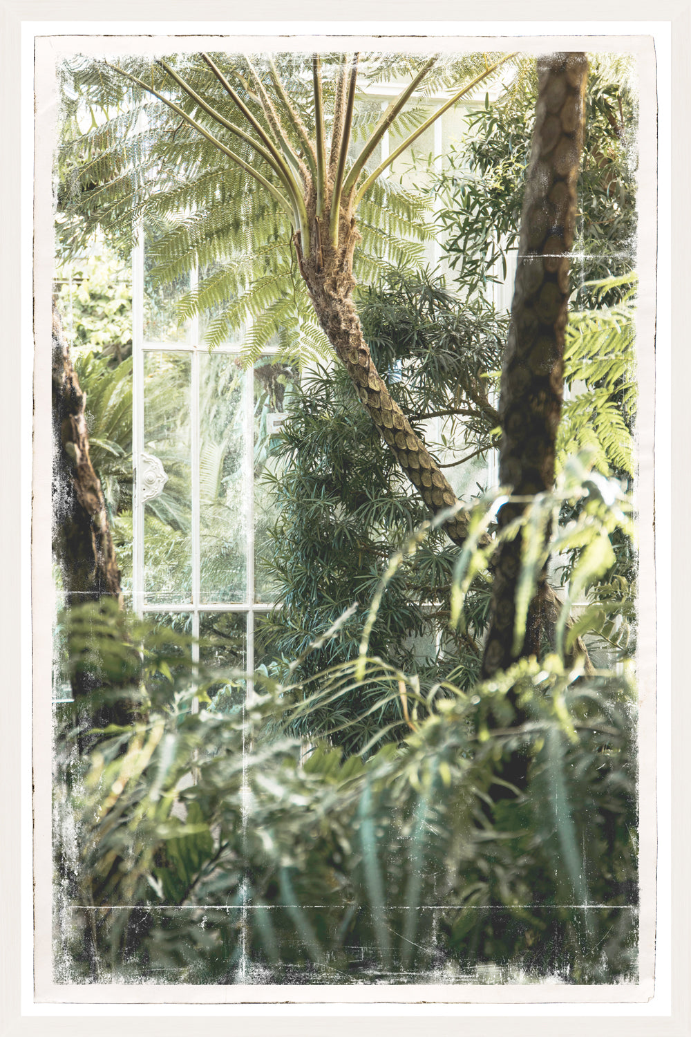 Greenhouse Series II