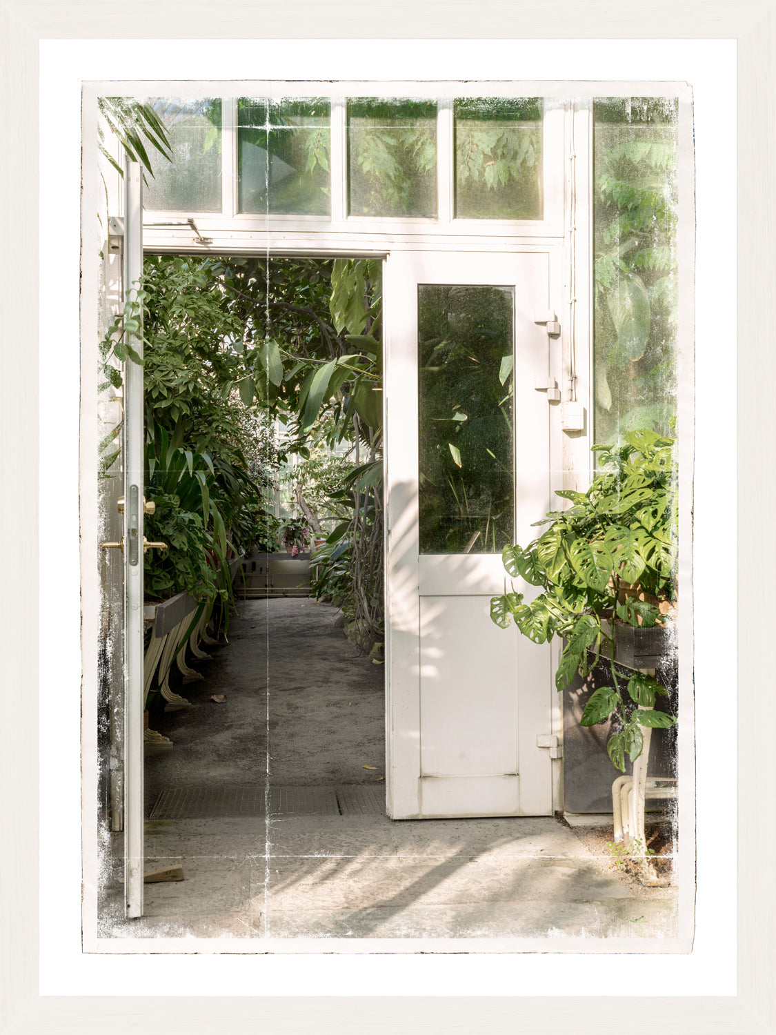 Greenhouse Series VI