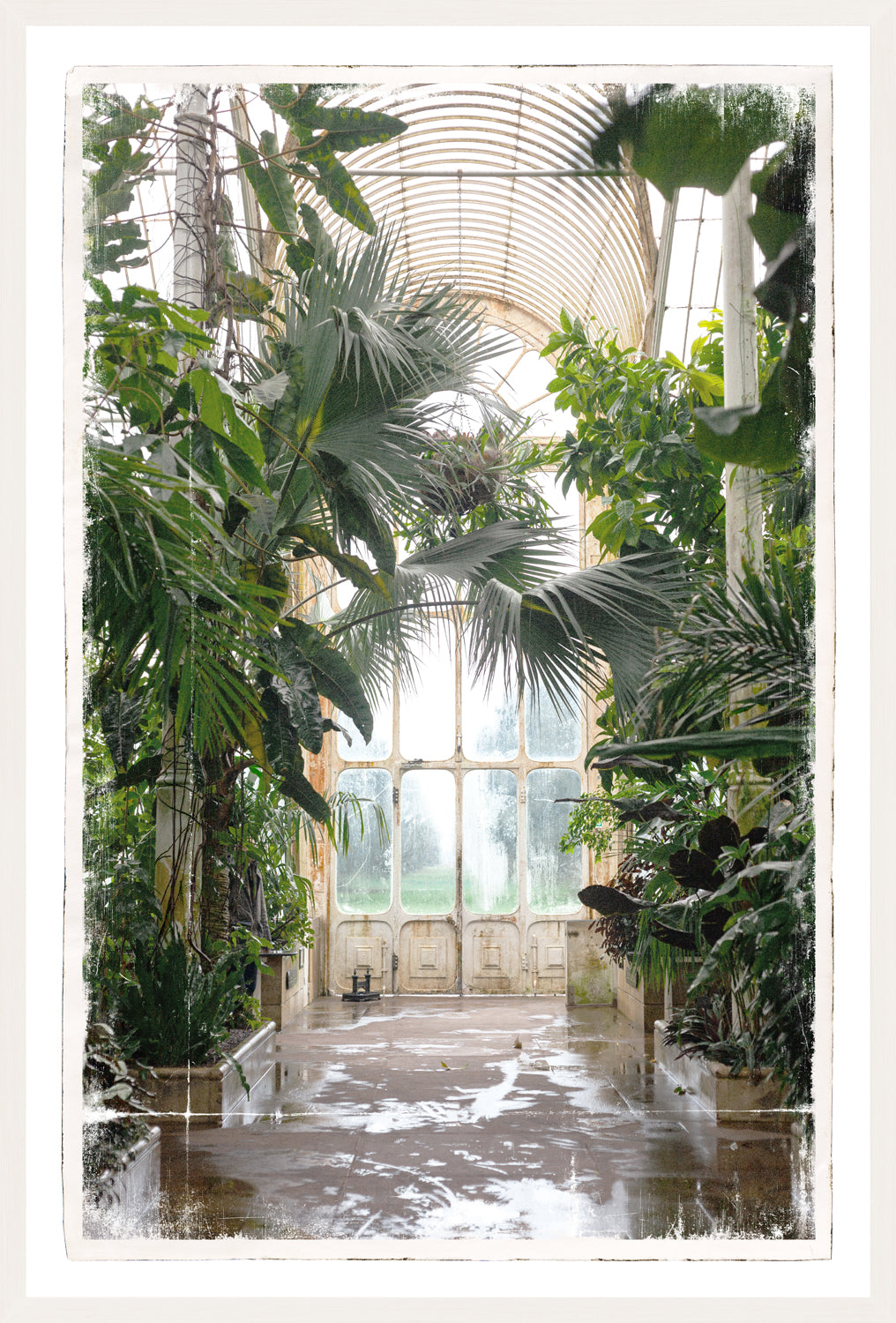 Greenhouse Series IX