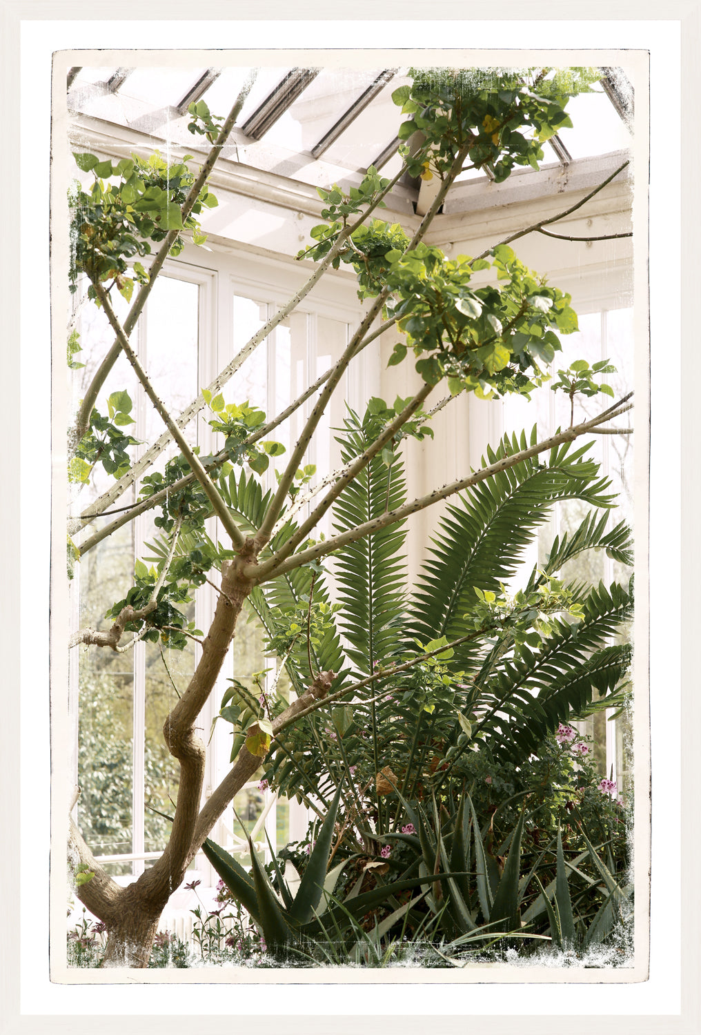 Greenhouse Series XI