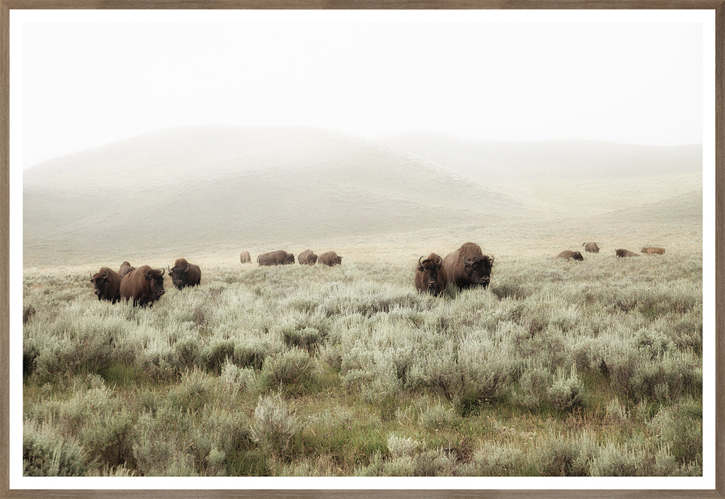 Whispers of the Prairies