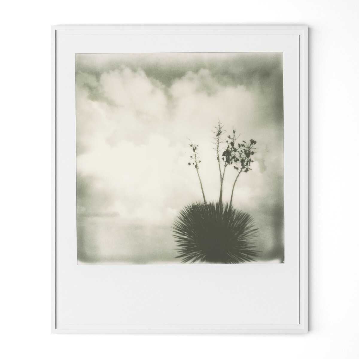 Yucca by Darden Smith