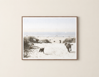 All Dogs to the Beach