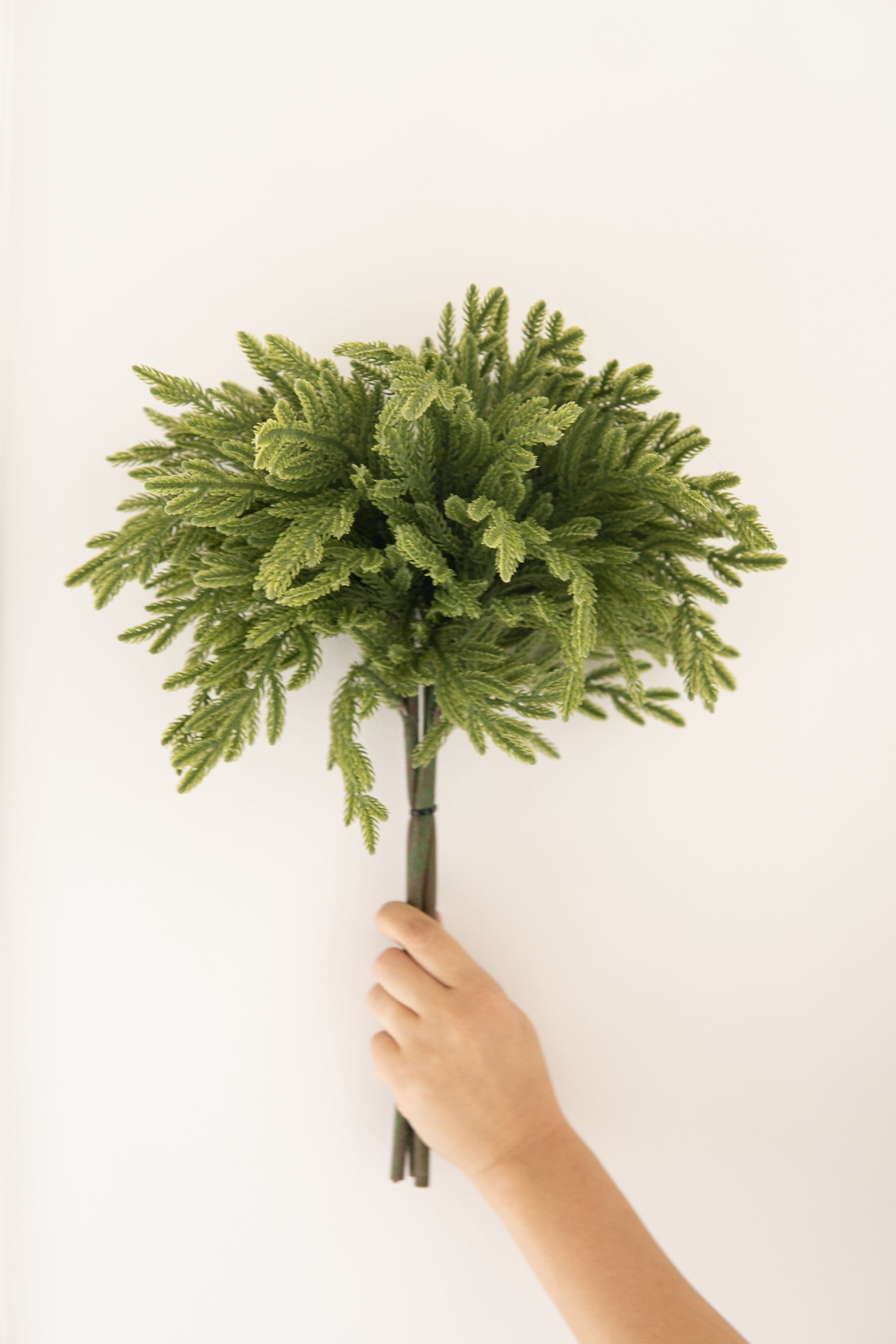 Baby Norfolk Pine