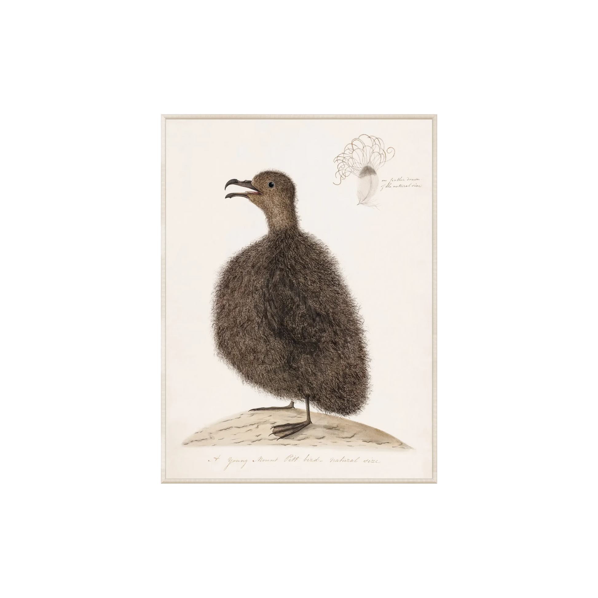 Young Mount Pitt Bird, C. 1792