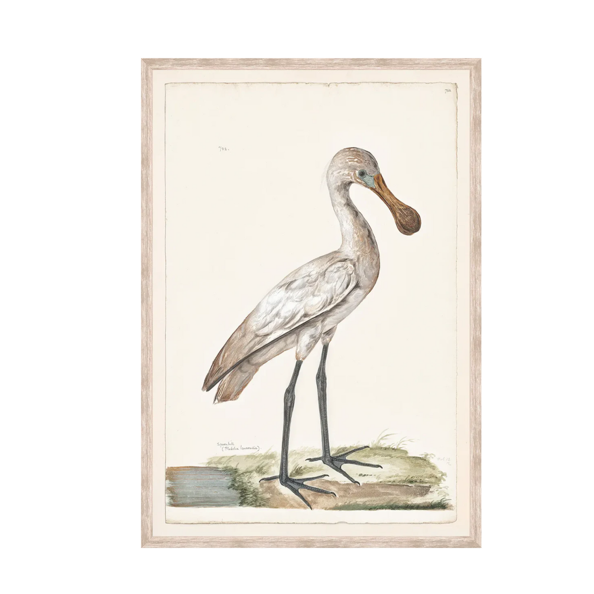 T. White – Spoonbill C. 1720