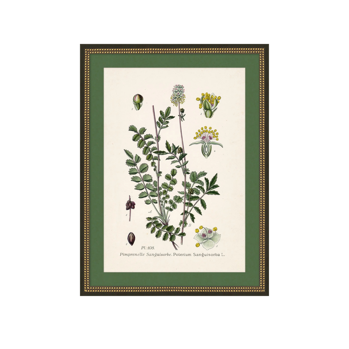 Wildflower Study I