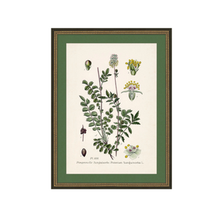 Wildflower Study I