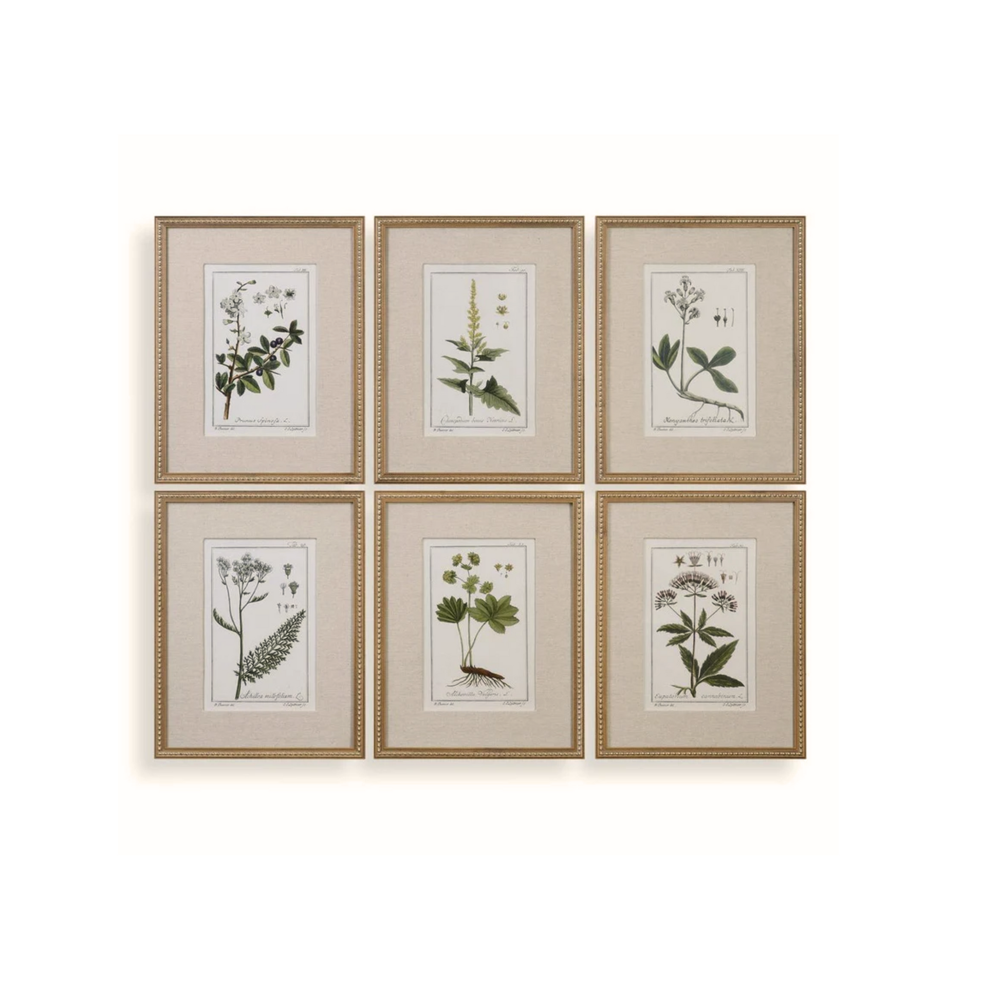 Garden Botanicals