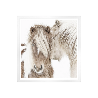 Ponies of Iceland