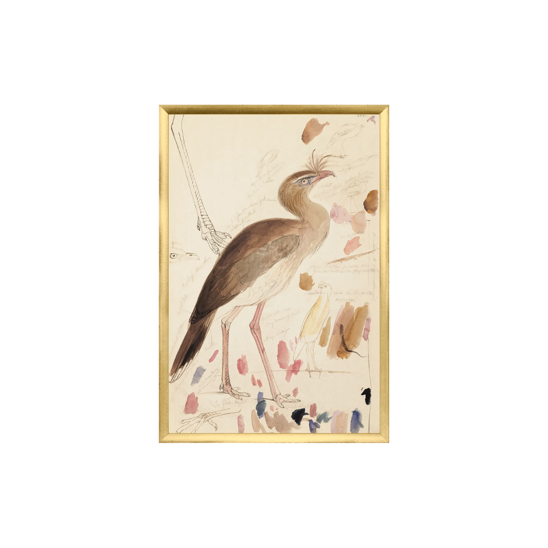Edward Lear, Red-Legged Seriema