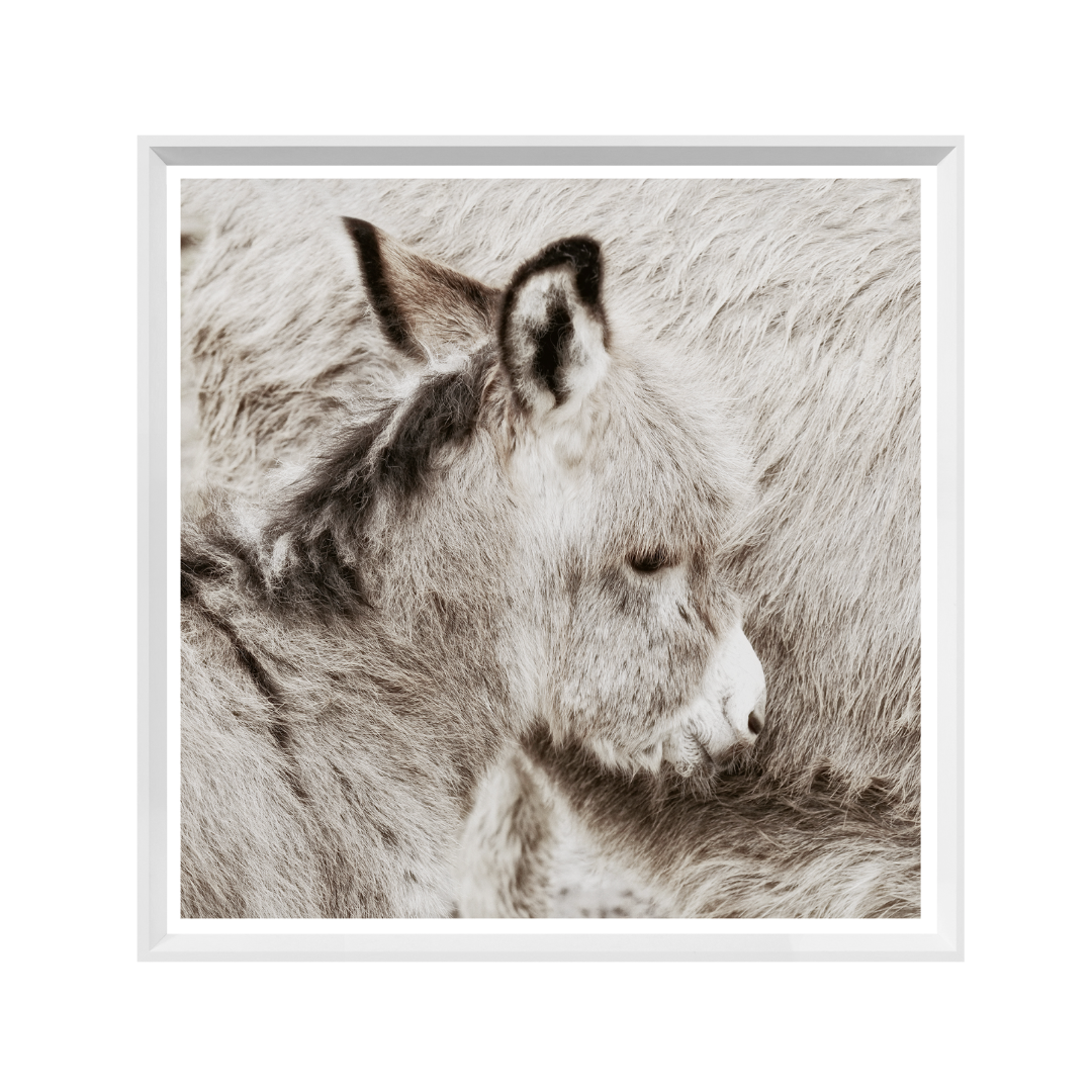 Shy Donkey