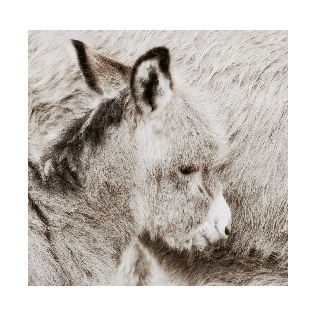 Shy Donkey