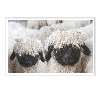 Black Sheep