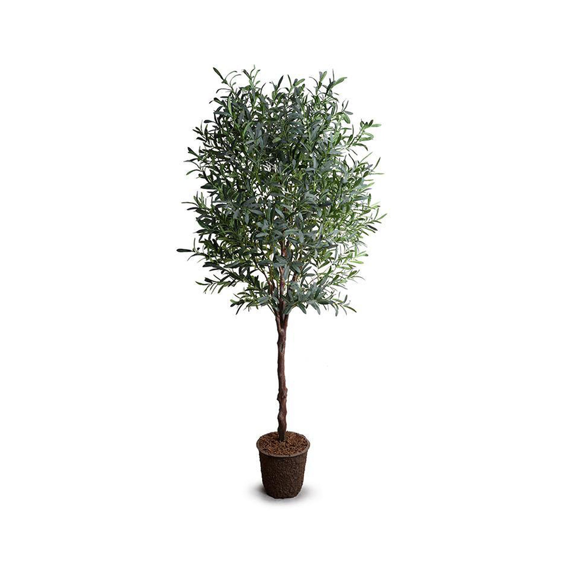 Lush Olive Tree