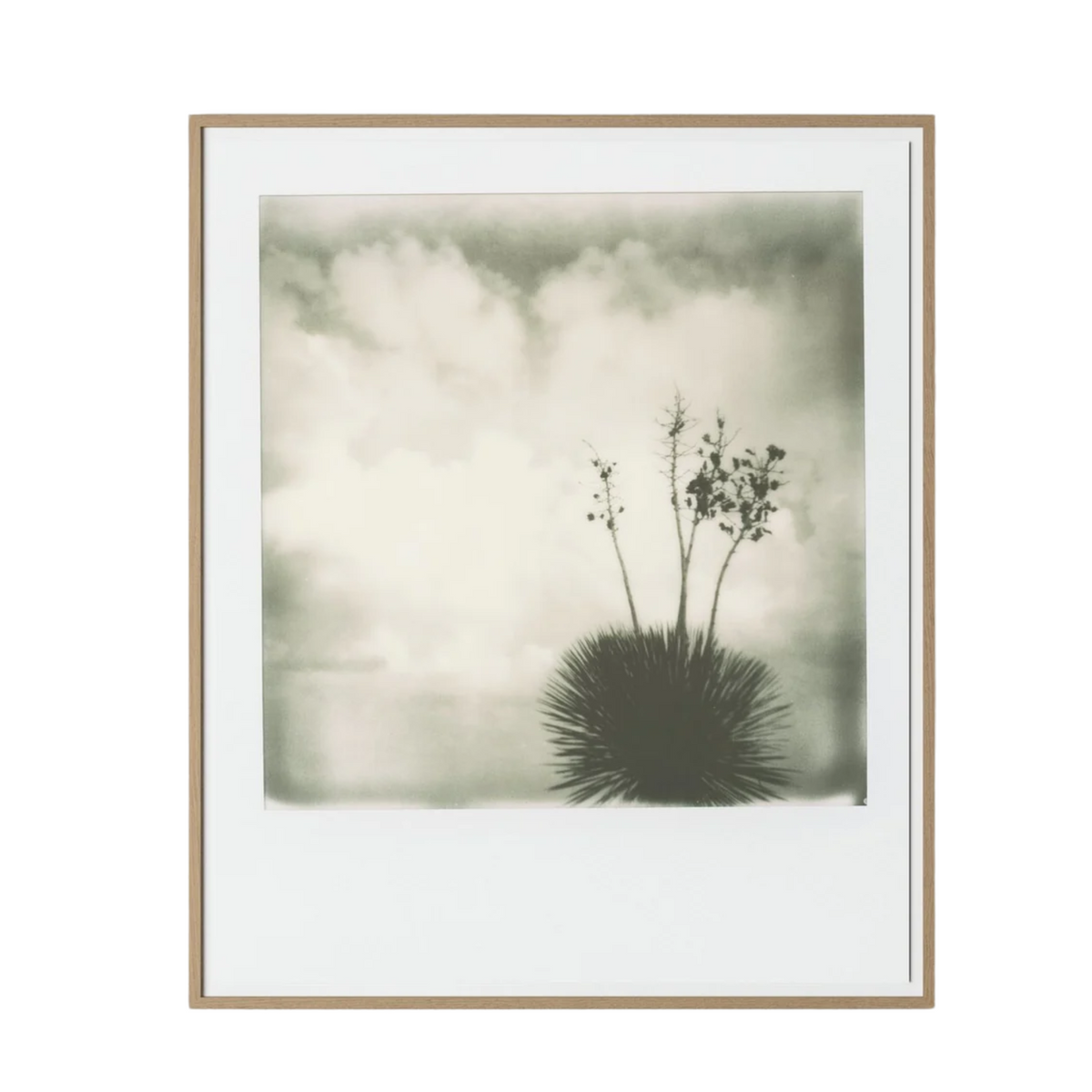 Yucca by Darden Smith