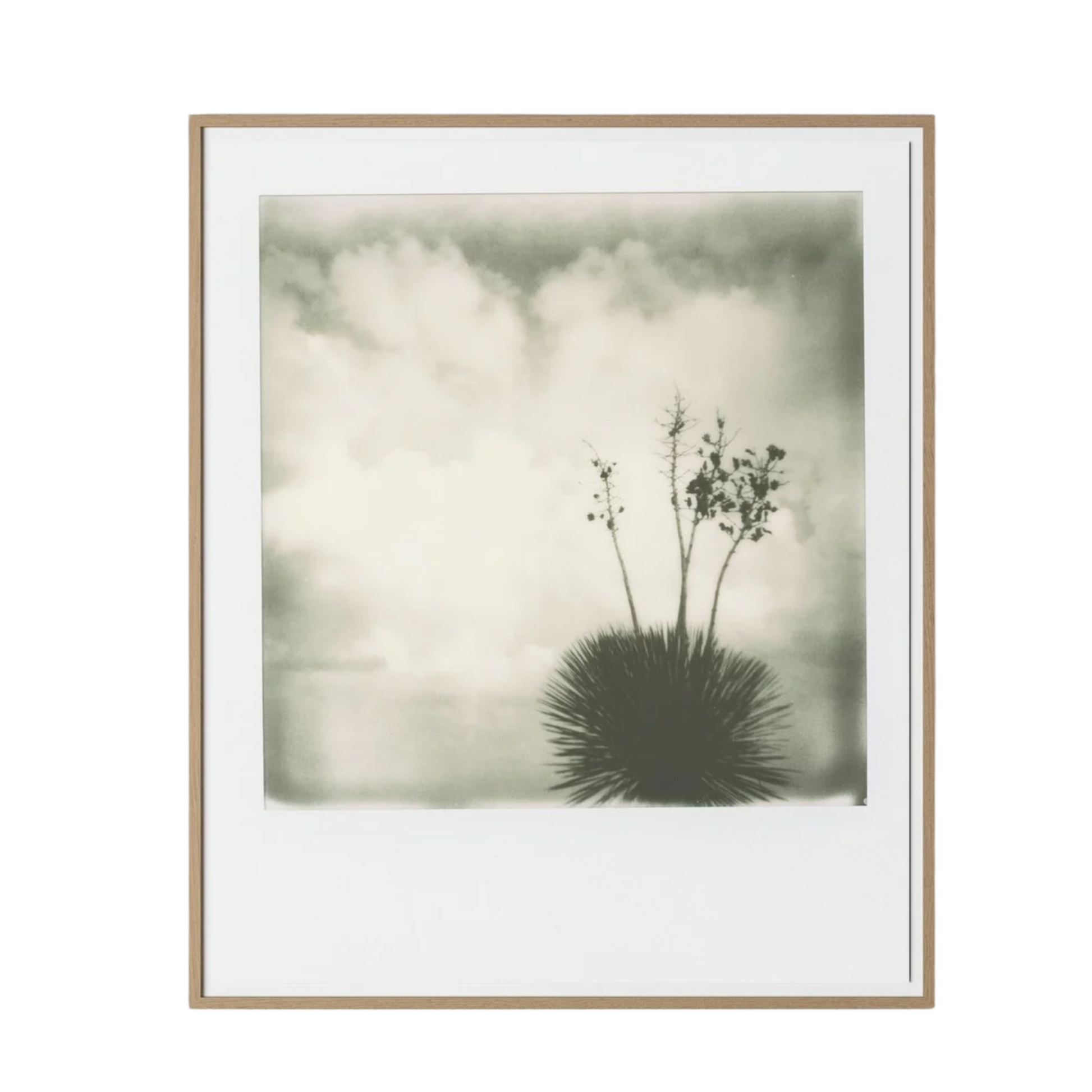 Yucca by Darden Smith
