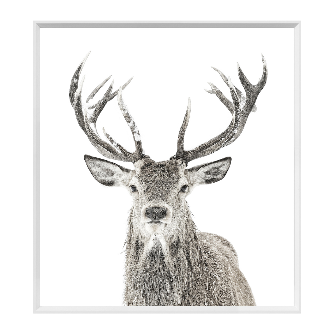 Snowy Stag