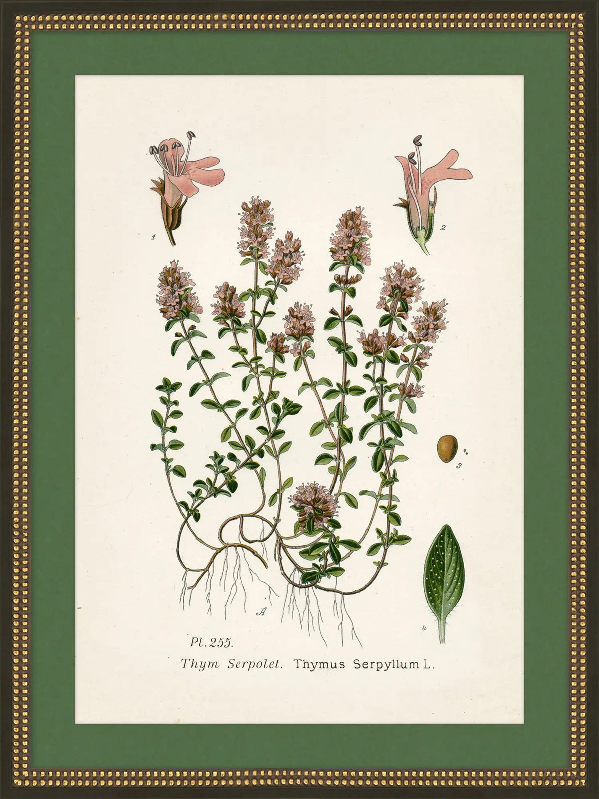 Wildflower Study II