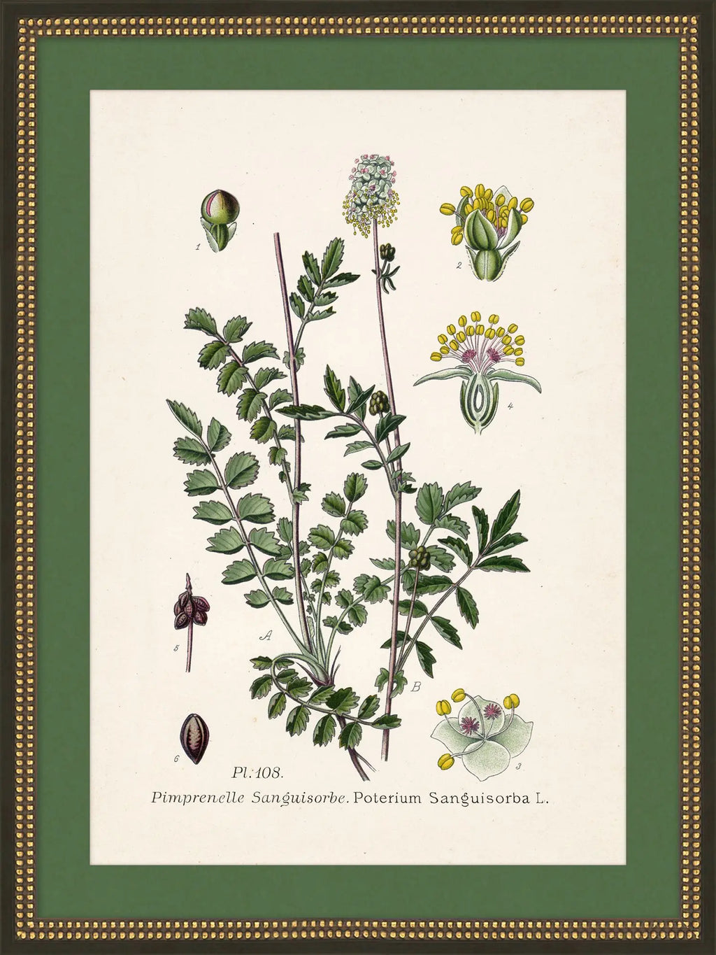 Wildflower Study I