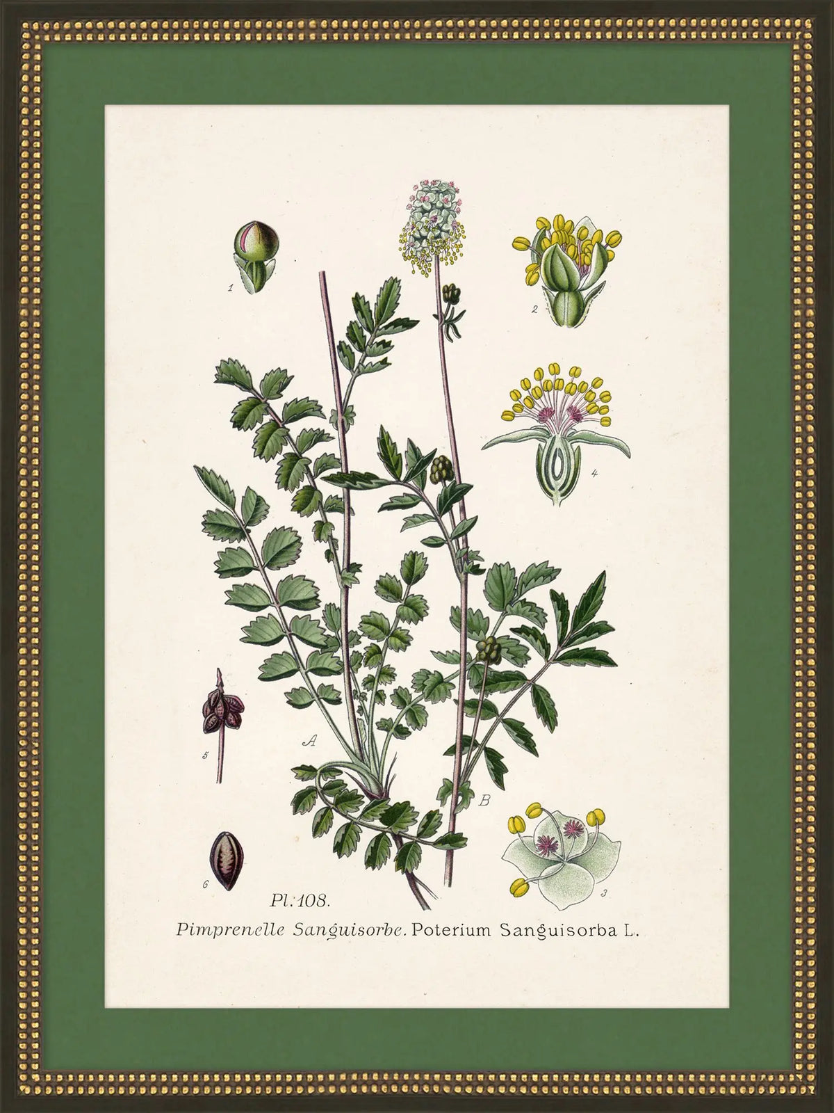 Wildflower Study I