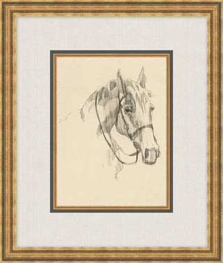 Equine Lines
