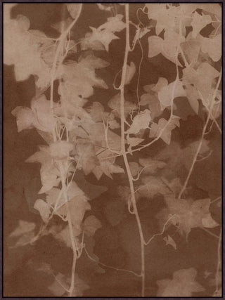 Shady Oak