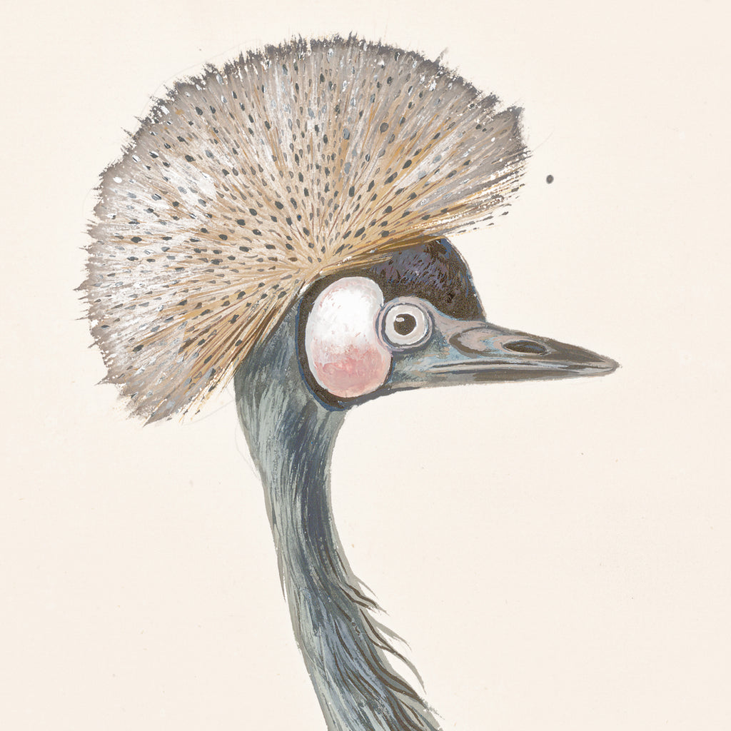 T. White – Crowned Crane C. 1720