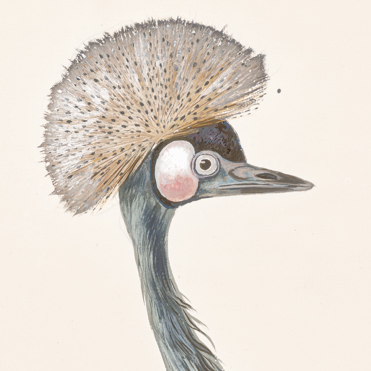 T. White – Crowned Crane C. 1720